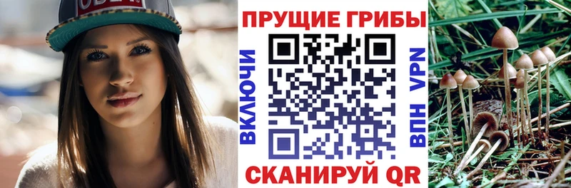 это Telegram  Первомайск  Галлюциногенные грибы Psilocybine cubensis 